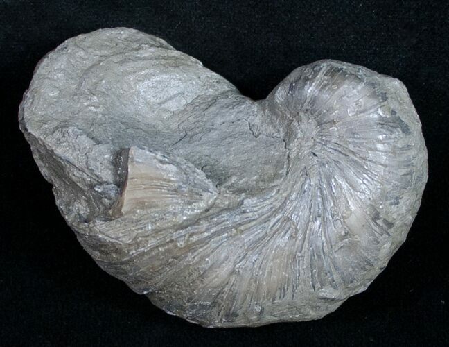 Gryphaea (Devil's Toenail) Fossil Oyster - Jurassic #9907